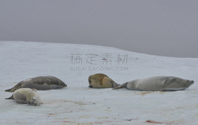 非凡的,风景,南极洲,野外动物,食蟹海豹,南冰洋,mithridates vi,半岛,气候,肖像