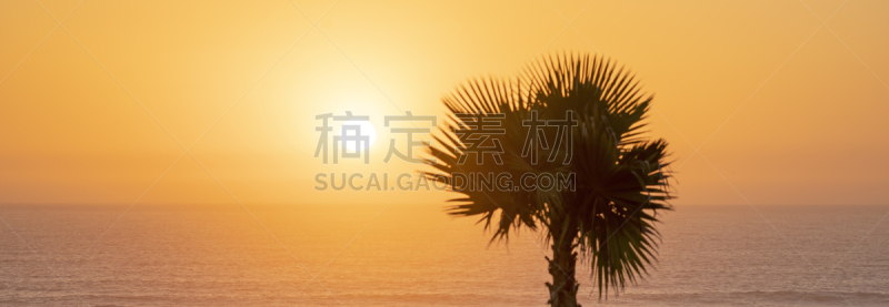 棕榈树