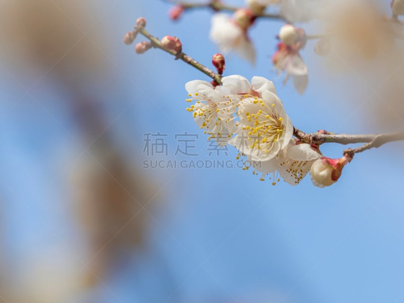 梅花,仅一朵花,自然美,梅子,春天,深红色海葵,花的组成部分,植物,天空,日本