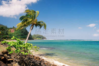 棕榈树,夏威夷大岛,海洋,青绿色,颇里希而海滩,波立黑州立公园,维雷亚海滩,津耶沙滩,扑林思维尔,塔西提岛