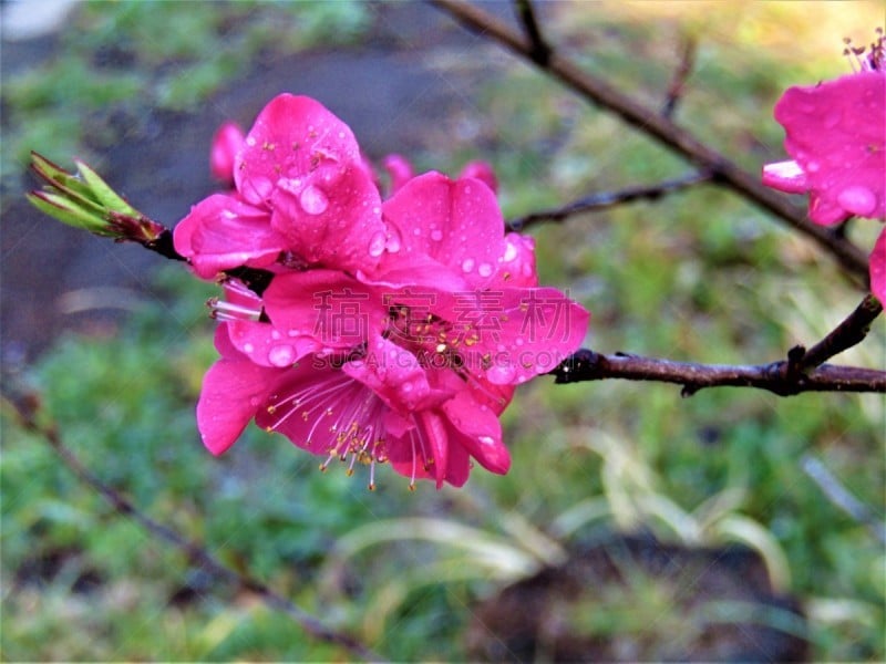 日本,桃花,馍馍,行军