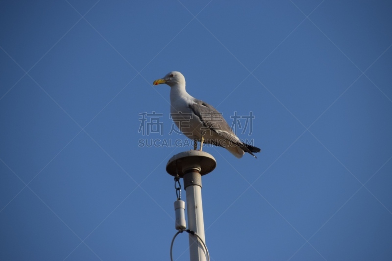 海鸥,天空,蓝色,气候,动物,鸟类,动物习性,观测点,户外