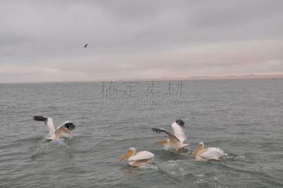 鹈鹕,沃尔维斯湾,纳米比亚,海洋生命,野生动物,环境,狮子,大西洋,哺乳纲