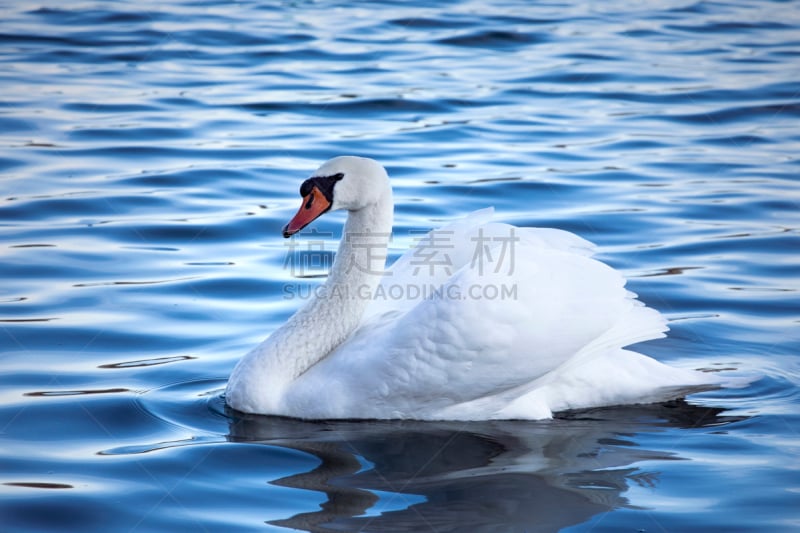 白色,水滴,水,湿,天鹅,波纹,疣鼻天鹅,平滑的,背景,游泳