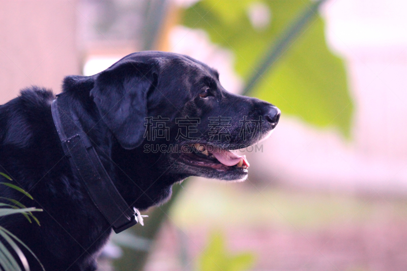 黑色拉布拉多猎犬,背面视角,两只动物,纯种犬,动物牙齿,狗,动物嘴,动物,动物习性,乔治亚州