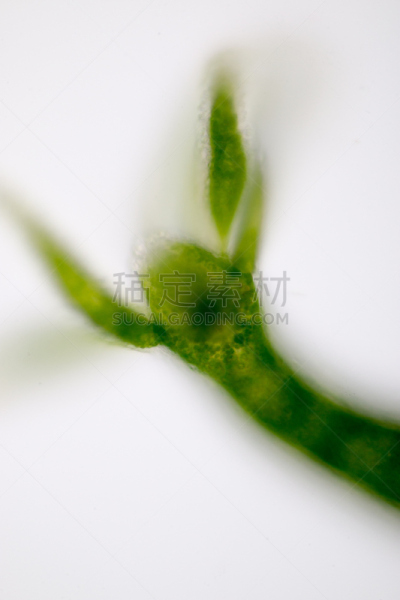 水,刺胞动物,水熄虫,动物,显微镜,水蛭,在下面,小的,清新,教育