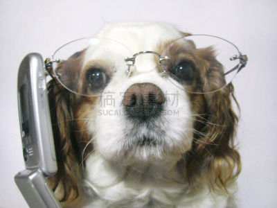 狗,可爱的,商务,一只动物,生物,移动式,动物,斯班尼犬,小狗,动物头