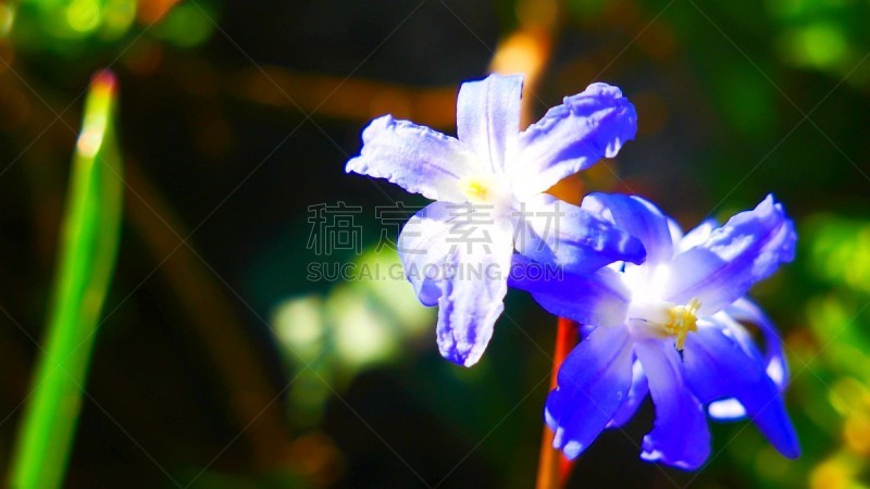蓝色,太阳,花