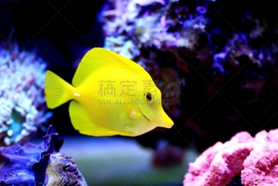 黄高鳍刺尾鱼,犯人,黄高鳍粗皮鲷,食草动物,野生动物,眼睛,食盐,生物,三色刺蝶鱼,绿松石色