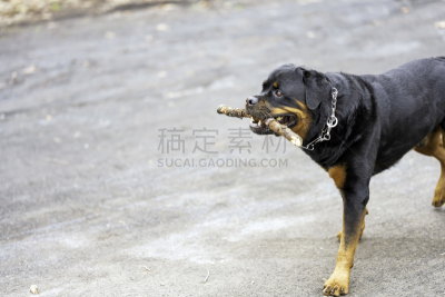 罗威纳犬,棍,拿着,动物嘴