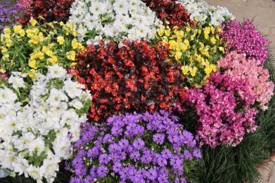 矮牵牛花,色彩鲜艳,白色,粉色,花蕾,多样,夏天,花坛,图像,三色紫罗兰