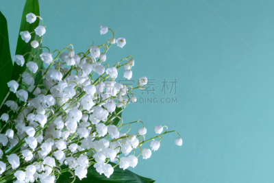 水鸭,花束,背景,铃兰