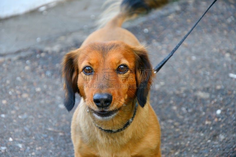 腊肠犬,狗,纯种犬