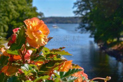 斯德哥尔摩,夏天,自然,瑞典,斯堪的纳维亚半岛,清新,脆弱,风景,图像