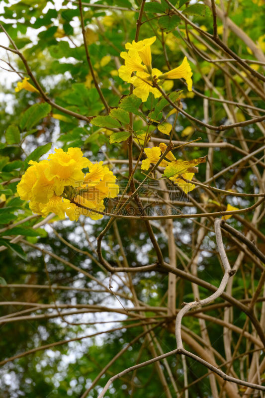 瓜亚坎,连翘属植物,树,花