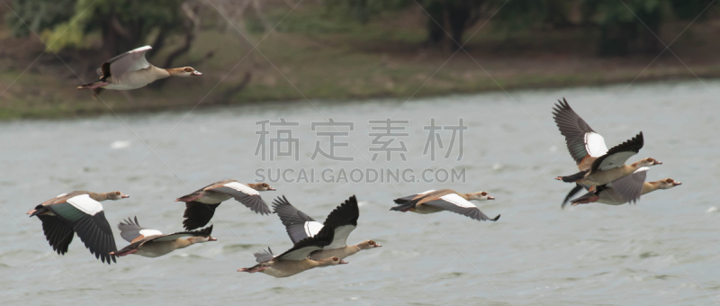 埃及雁,自然,野生动物,水平画幅,雁属,鹅肉,丘陵鹅,全景,鸟类,观鸟