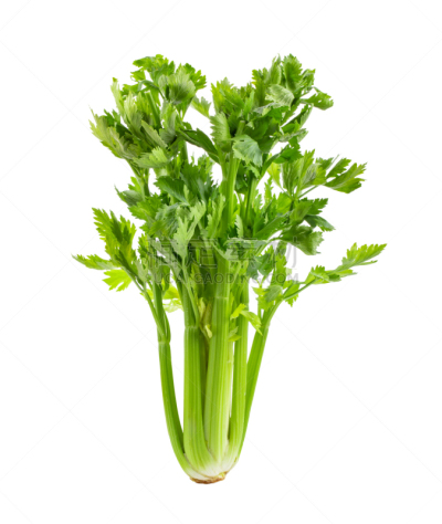 芹菜,清新,分离着色,白色背景,自然,有机食品,蔬菜,烹调