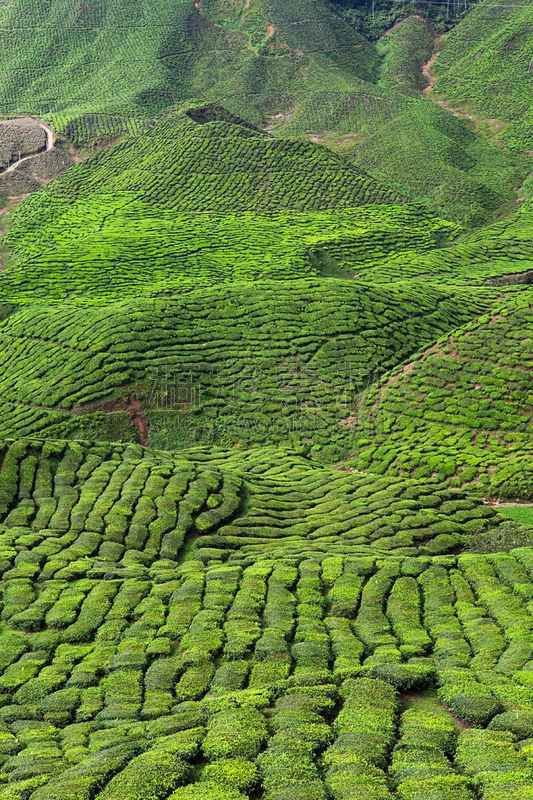 茶树,白茶,金马仑高原,红茶,茶叶,垂直画幅,枝繁叶茂,异国情调,马来西亚,彩色图片