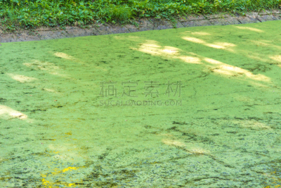 绿色,枝繁叶茂,沼泽,都市风光,热带雨林