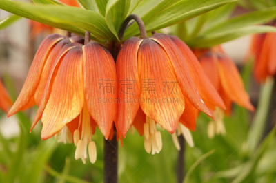 橙色,春天,松鸡,色彩鲜艳,榛子树,黄花九轮草,手铃,风铃草属,樱草属,美
