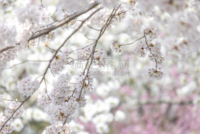 哲学之道,春天,京都市,花见节,京都府,和服,单车道,樱桃树,小路,小心轻放