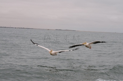 鹈鹕,沃尔维斯湾,纳米比亚,海洋生命,野生动物,环境,狮子,大西洋,哺乳纲