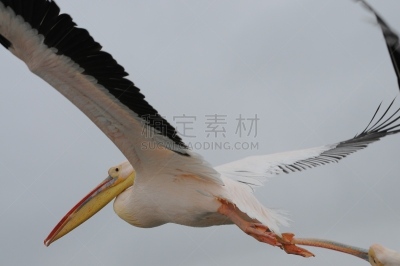 鹈鹕,沃尔维斯湾,纳米比亚,海洋生命,野生动物,环境,狮子,大西洋,哺乳纲