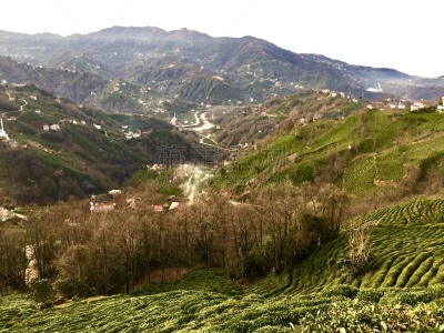 清新,红茶,乡村,茶树,农业,素食,茶叶,绿茶,菜园,环境保护