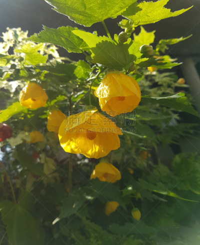 黄色,中国灯笼,打叉,白麻属植物,枫树,自然,苘麻,灯笼,垂直画幅,图像