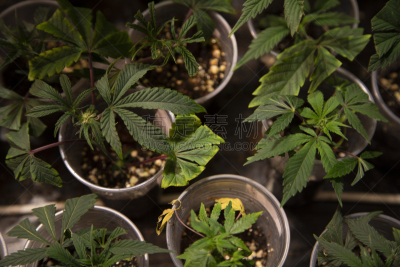 锅,植物群