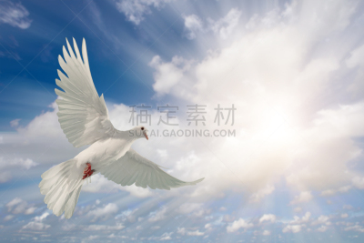 自由,照明设备,天空,白色,概念,斑鸠,自然美,纯净,云景,风