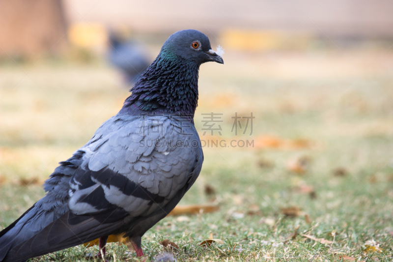 鸽子,动物主题,热带气候,野生动物,耧斗菜,一只动物,蓝凤冠鸠,动物,鸟类,热带树