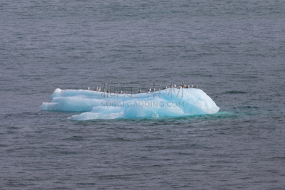 Dawes Glacier,冰山,阿拉斯加,平衡折角灯,气候,寒冷,野生动物,坐,靠近