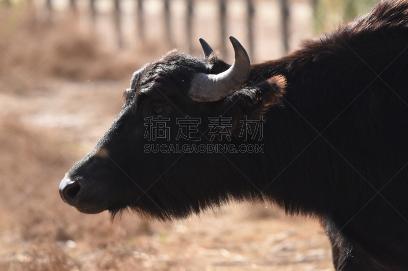 安曼,野生动物保护区,约旦,野外动物,动物,河流,非洲水牛,沼泽,饮用水,烘干