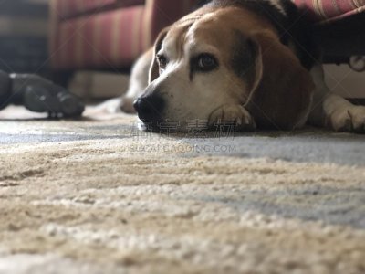 狗