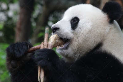 大熊猫,中国,成都,小熊,幼兽,竹,熊,自然,美,野生动物