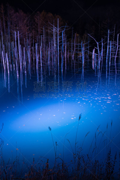 湖,美瑛町,室内过夜,照明设备,雪,水面,池塘,烙心蓝池,背景,秃树