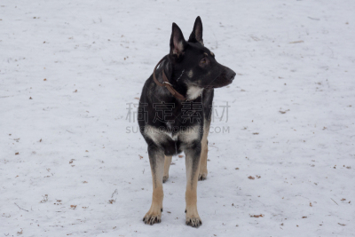 雪,动物,白色,宠物,牧羊人,东,欧洲,可爱的,寒冷,纯种犬