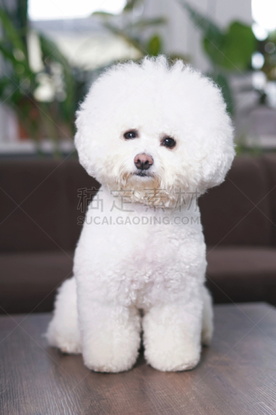 狗,高雅,可爱的,室内,比熊犬,桌子,褐色,木制,坐,出示