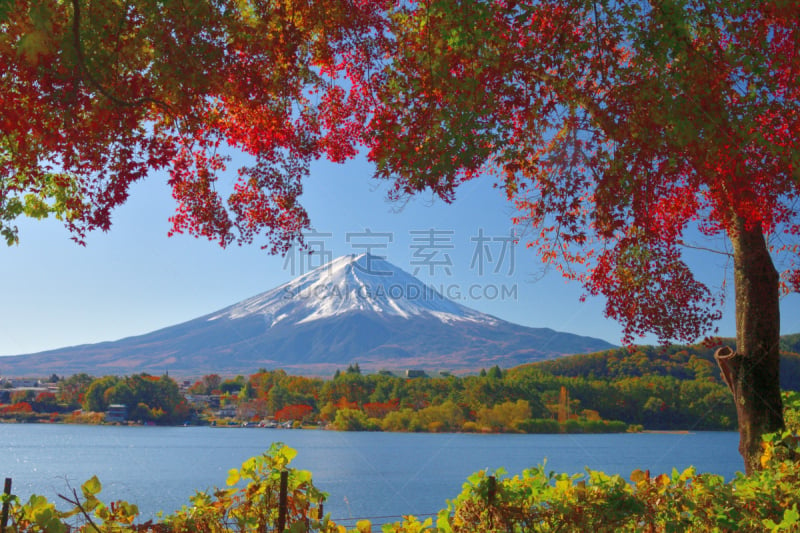 富士山,日本,河口湖,秋叶色,看风景,雪山,世界遗产,植物,枫树,户外