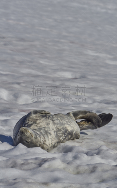 非凡的,风景,南极洲,野外动物,威德尔海海豹,半岛,南冰洋,mithridates vi,气候,肖像