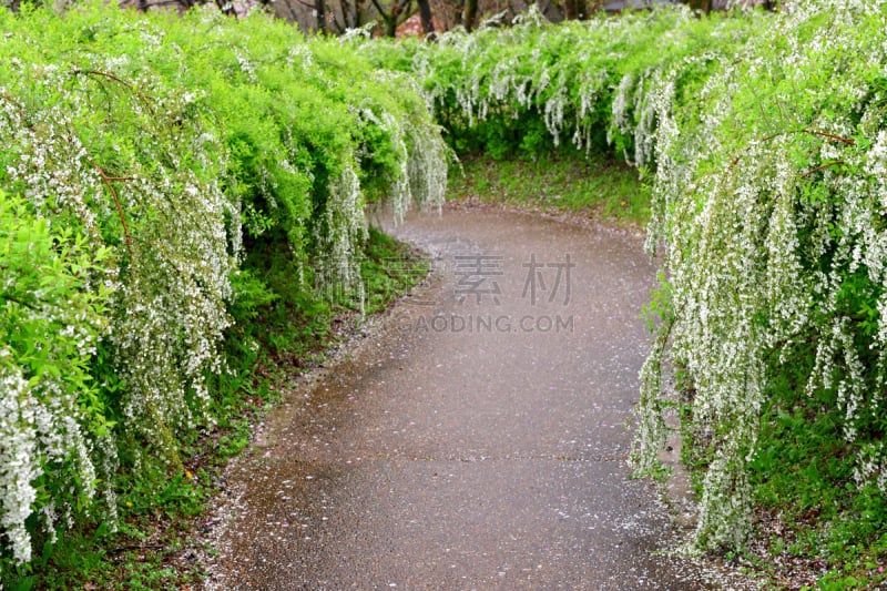 水香花菜,清新,姿态优美,自然美,生物,春天,3到4个月,花,植物,花