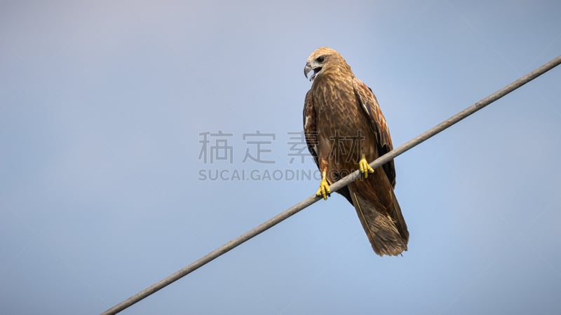 栗鸢,少年早期,食肉鸟,印度河,印度次大陆人,视力,图像,海洋,英国,黑鸢