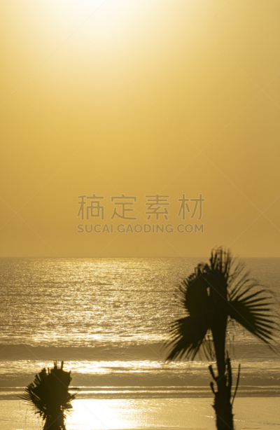 棕榈树