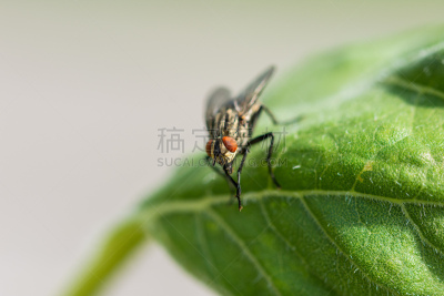 动物,人的眼睛,两翼昆虫,叶子,昆虫,绿色,大特写,食肉蝇,生物学,绿头苍蝇