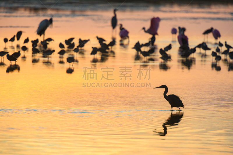 鸟类,佛罗里达,赛尼贝岛,丁大令生动物保护区,国内著名景点,高对比度,热,彩色背景,曙暮光,黄昏