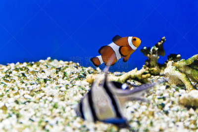 水族馆,鱼类,海洋,水,水平画幅,贝壳,水下,两只动物,异国情调,盐