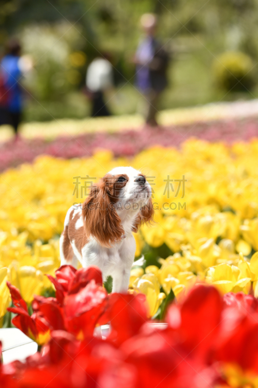 查理王小猎犬,园林,可爱的,纯种犬,肖像,郁金香,公园,花,坐