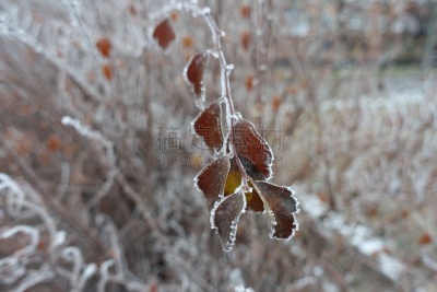 霜,冬天,枝,特写,寒冷,环境,雪,天气,骨针,枝繁叶茂
