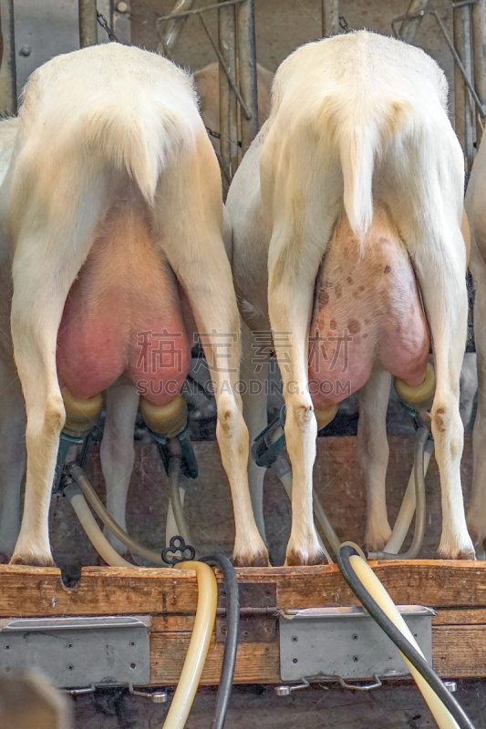 农场,山羊,牲畜,农业,有序,软管,哺乳纲,牛,动物